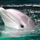 Different dolphin.
